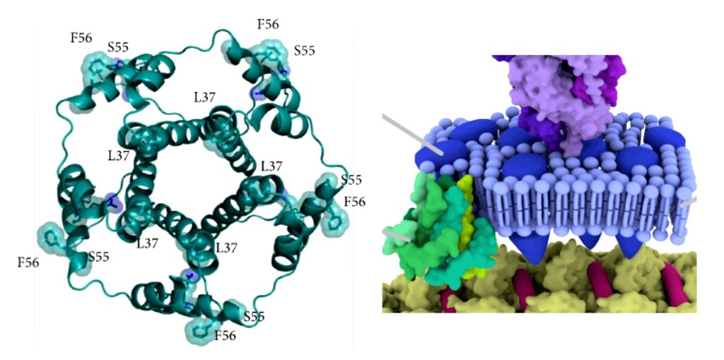 Fig 5.1.3-9 : Tetrameric assembly of the E protein of SARS-CoV-2 Fig 5.1.4-10 : M protein [blue columns] of SARS-CoV-2 attached to other structural proteins