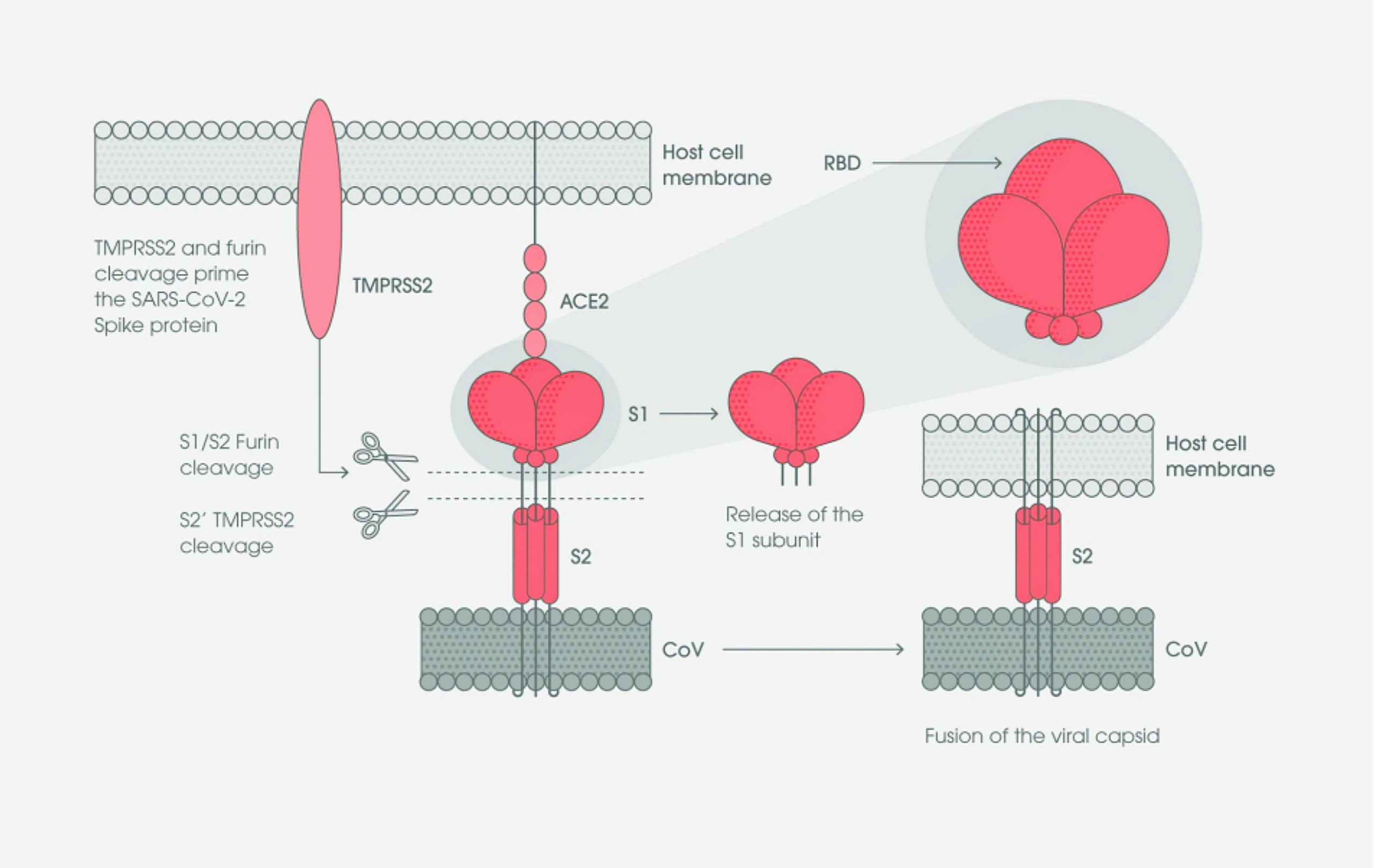 FIG : 8.2.2-23 : Interaction of S protein and ACE-2